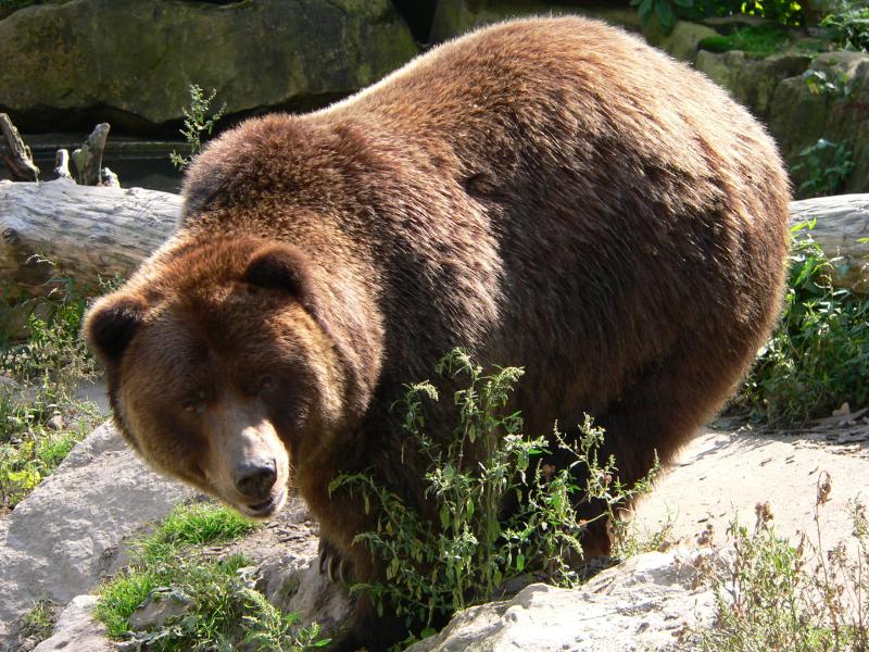 Medvěd  Grizzly